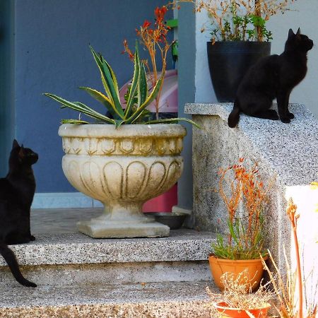 Green Garden Guesthouse Shkodër Dış mekan fotoğraf