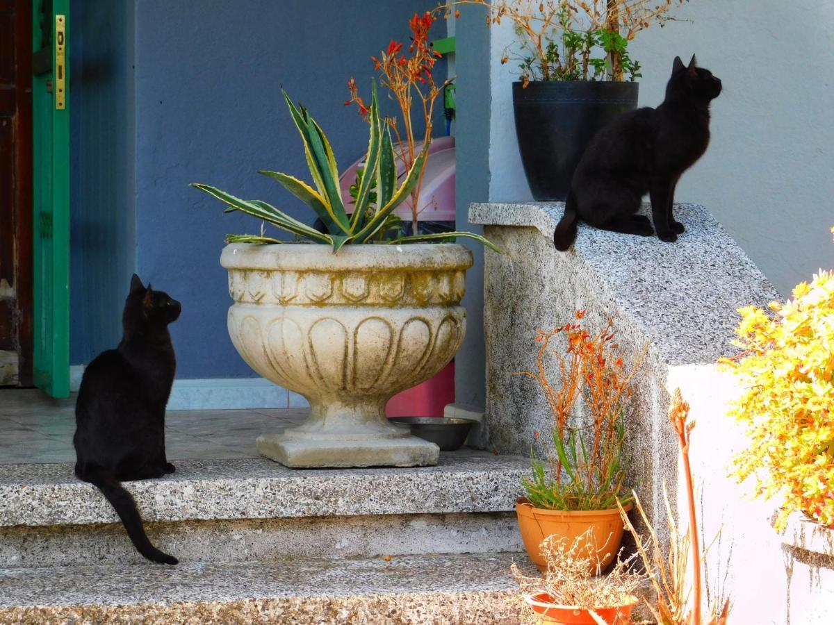 Green Garden Guesthouse Shkodër Dış mekan fotoğraf